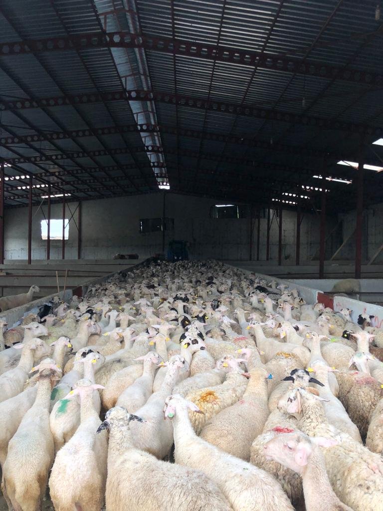 2026 Adak Kurban Fiyatları