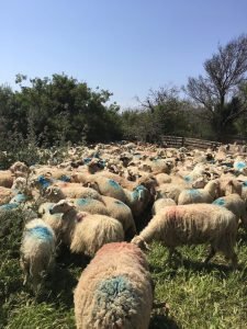bahçelievler büyükbaş kurbanlık